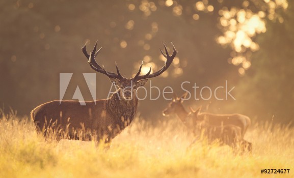 Bild på Red deer stag in the golden morning light